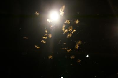 夜、バルコニーの照明に蛾や虫が集まってきます