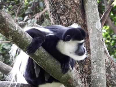 レストラン近くの高木にいた珍しい猿