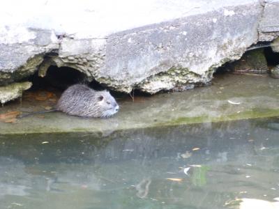 運河に住むカワウソ