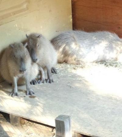 無料で楽しめる動物園
