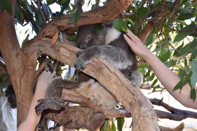 コアラに触れる、カンガルーとワラビーに餌をやれる動物園