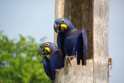 この子達が住み着いてました☆スミレコンゴウインコ