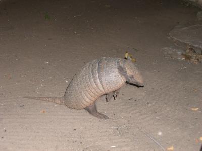 毎晩レストランに現れたアルマジロ。スタッフがパンをあげてた。