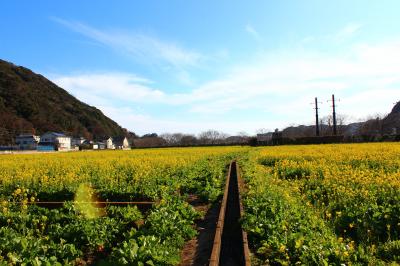 お祭りが始まる前に。菜の花畑独占！