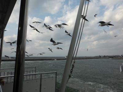フェリーと一緒に飛ぶカモメ
