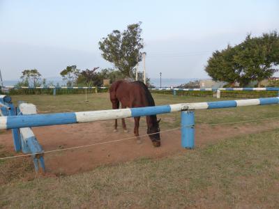 ホテルのオーナーが飼育する馬。厩舎がホテル前にあります。