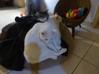 飼猫。真ん中の白いのは，子供。可愛い♪