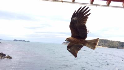 カモメ！カモメ！鳶！カモメ！