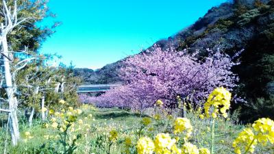 点在する河津桜とのどかな日本の景色