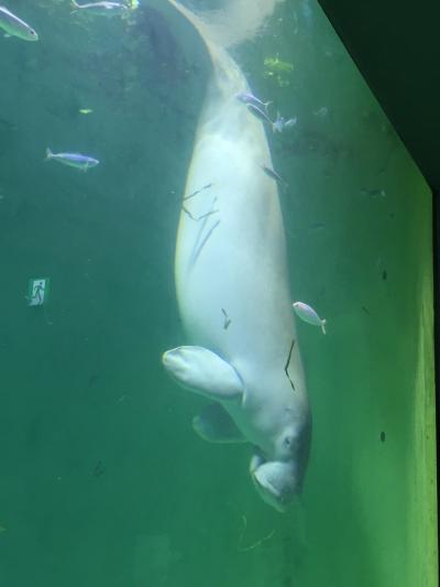 オススメの水族館です。