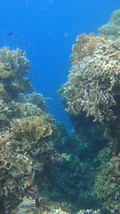 ビーチエントリーで珊瑚の海へ