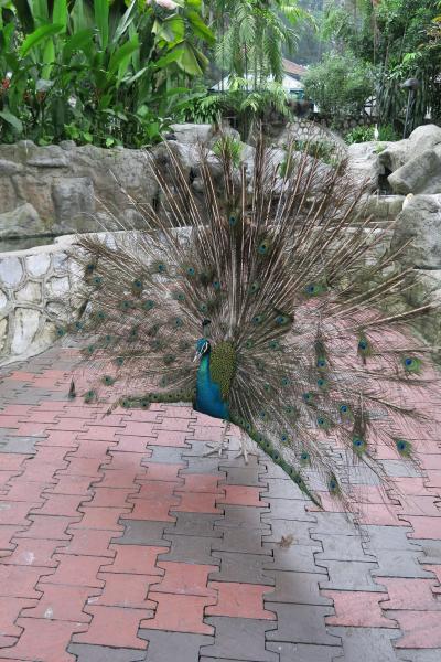 日本では珍しい？鳥専門の動物園