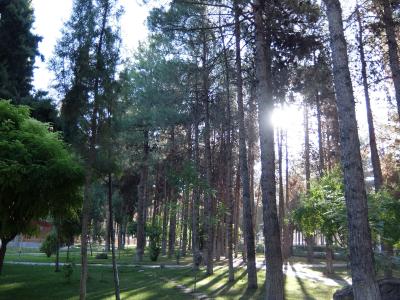 ホテルの周りを木々が囲みます