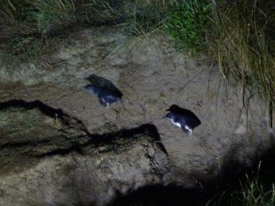 海から帰ってくるブルーリトルペンギンの姿がよーく見えました。