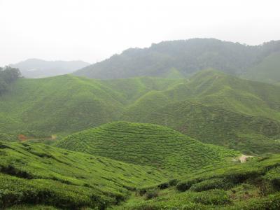 日本のお茶畑とは違います
