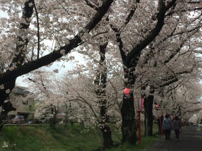 岡崎公園からてくてく歩いて、30分。伊賀川の桜並木は最高です！