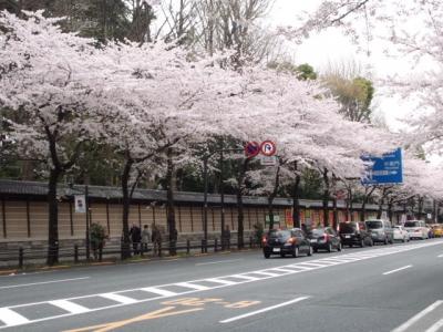 靖国神社周辺の桜が満開でした