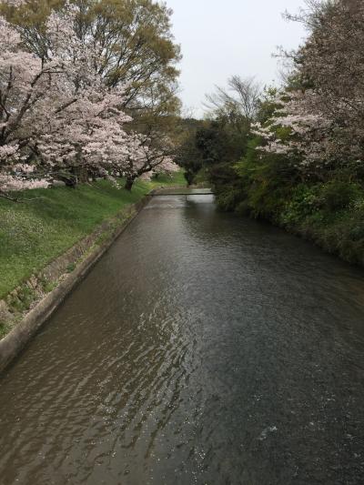 桜が有名な公園