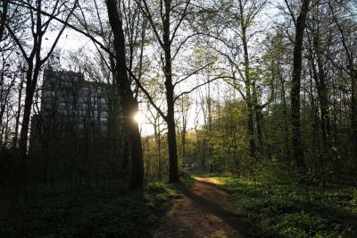 ホテルの前の森。朝の散歩が気持ちいいです。