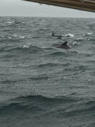 イルカはいました！