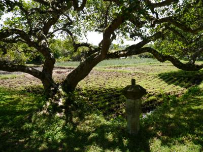 ２本の木を盆栽のように育てたとのこと