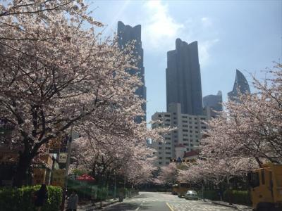 駅から歩いている途中に見事な桜並木