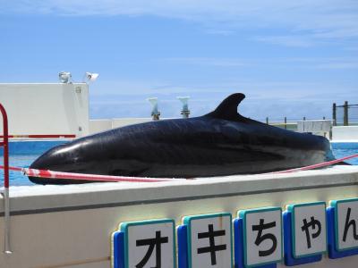 沖ごんどうのゴンちゃん