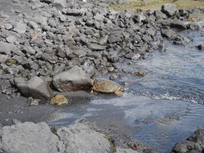 亀に会いましょう！