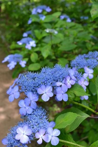 紫陽花が見ごろです