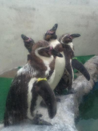 ペンギンがいて魚が美味い温泉宿！