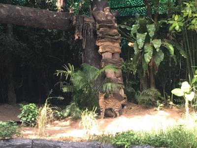 動物園の中に宿泊できるびっくり施設