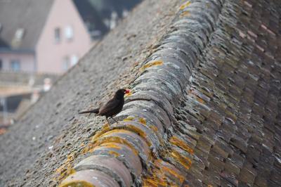 朝は野鳥が屋根の上で一服していました