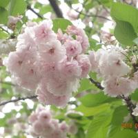 八重桜が見事