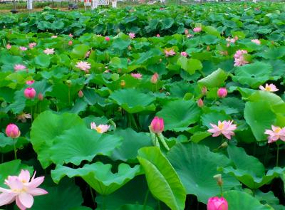 愛知県愛西市森川の花ハスが咲き誇る「森川花はす田」