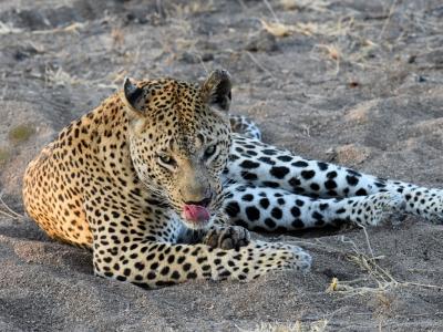 サビサンドといえば、豹ですね