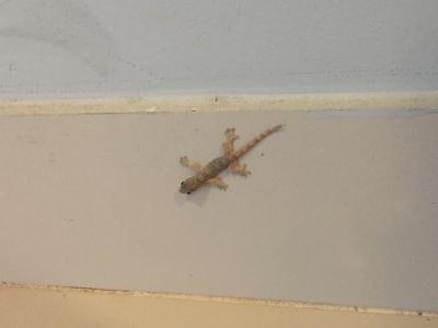 部屋ではヤモリが出迎えてくれました。タイらしくていい感じです