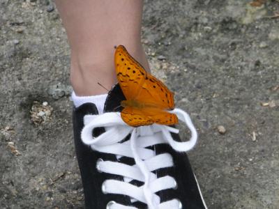 蝶の乱舞、キモ～イ！と言う女性が多いかも