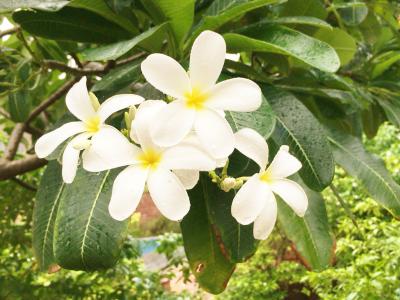 綺麗な花が咲くガーデン