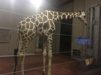 ナイトＺＯＯ!!!