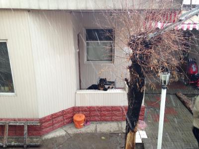 共用スペースにて犬が飼われていました。