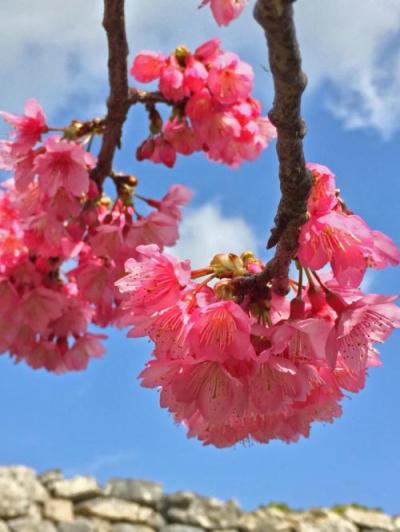 一足早いお花見！