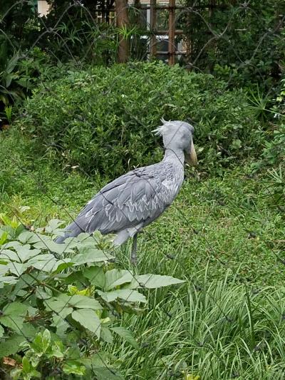 めったに動かない鳥ハシビロコウ