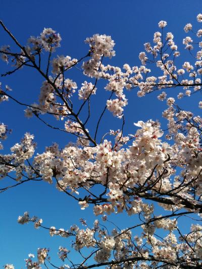 桜が綺麗な公園