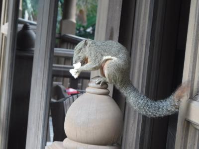 野生のリス