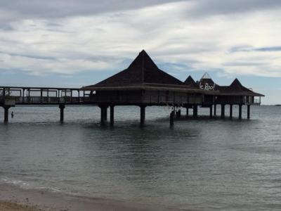 イルカがやってきました