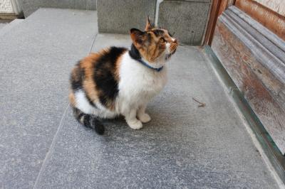 エルミタージュ同様、ここでもネコが仕事してます