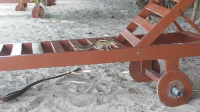 ビーチにリスがいます