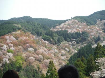一度は見るべき桜の景勝地