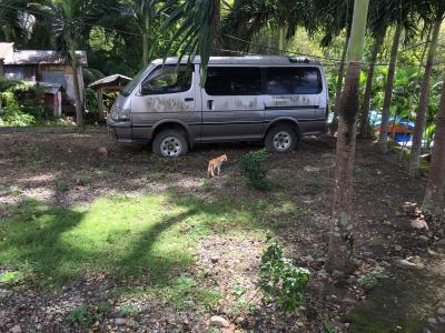 敷地内に猫やニワトリがいました。