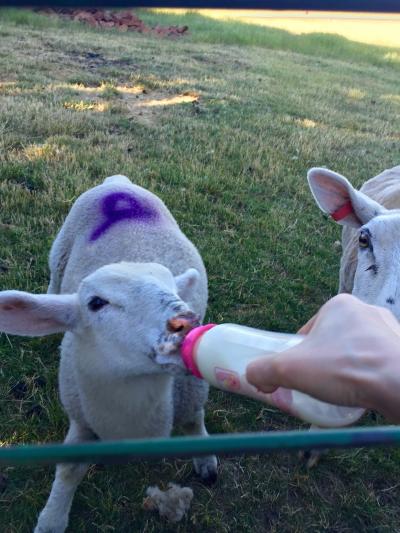 ヤギやアルパカなどを飼っています！